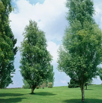 Produktbild von Betula pendula 'Golden Obelisk', Hänge-Birke, goldgelb, 100–125 cm