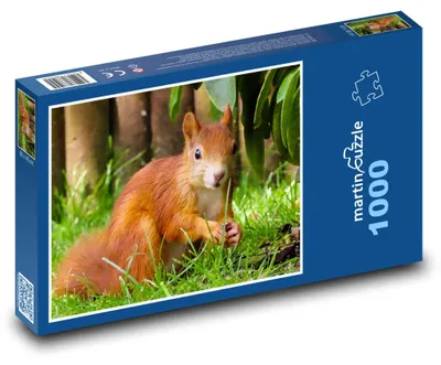 Zdjęcie produktu dla martinpuzzle - Puzzle 1000 - Veverka - hlodavec