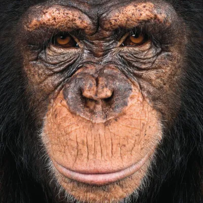 Produktbild von CURIOSI Quadratisches Puzzle Ein Tier: Affe 66 Puppen