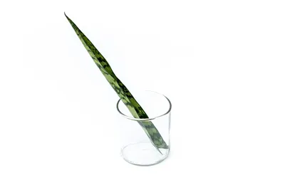 Obrázok produktu pre Gardners Sansevieria zeylanica - odrezky na zakorenenie