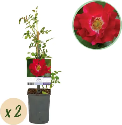 Zdjęcie produktu dla Róza pnaca Rosa Red Queen - czerwone kwiaty, intensywnie pachnaca - 2 sadzonki