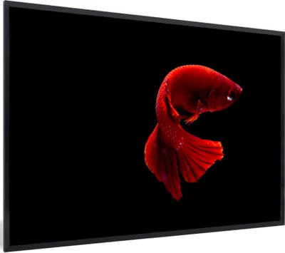 Produktbild von MuchoWow® MuchoWow® Gerahmtes Poster Fisch - Meerestier - Schwanz - Rot 90x60 cm - Poster mit zchwarzem Bilderrahmen - Fotorahmen - Foto-Plakat