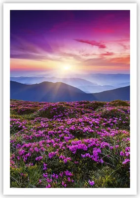 Produktbild von Poster - Poster ohne Rahmen - Wiese Berg Himmel Landschaft - 70x100 cm - Wand Bild - Wanddeko - Wandbilder - Kunstposter - Wandposter - Bilder - Kunstdruck - Wandbild - P2XPA70x100-2719