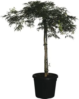 Obrázek produktu pro Javor dlanitolistý zelený FloraSelf Acer palmatum 'Dissectum Viridis' výška 100-120 cm květináč 25 l