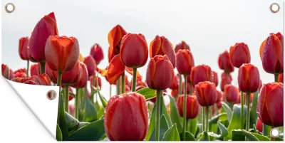 Produktbild von MuchoWow® 160x80 cm Outdoor-Poster Gartendeko Sichtschutz Garten Poster für den Garten  Ein Gebiet mit roten Tulpen in den Niederlanden