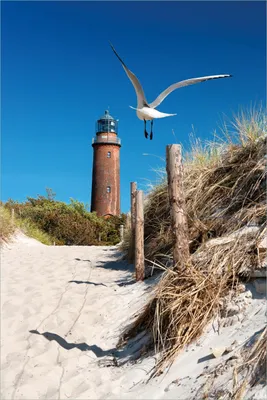 Produktbild von Wallario selbstklebendes Poster - Möwe am Strand mit Leuchtturm, Größe: 61 x 91,50 cm