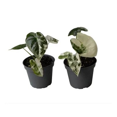 Obrázok produktu pre Gardners Alocasia Frydek Variegata, priemer 6 cm