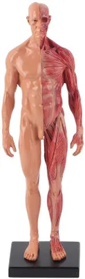 Image de Modèle anatomique masculin en résine - 30 cm - Structure squelettique - Détails soignés