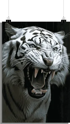 Produktbild von Tiger Poster - Groll Poster - Tierposter - Schwarz-Weiß Poster - 61x91cm - Perfekt zum Einrahmen