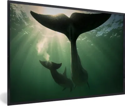 Produktbild von MuchoWow® MuchoWow® Gerahmtes Poster Delfin - Wasser - Blau 30x20 cm - Poster mit zchwarzem Bilderrahmen - Kunstdruck - Bild-Poster