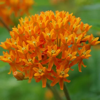 Image de 6 plants de *Asclepias tuberosa* (plante de soie américaine) | Pot de 9 cm x 9 cm