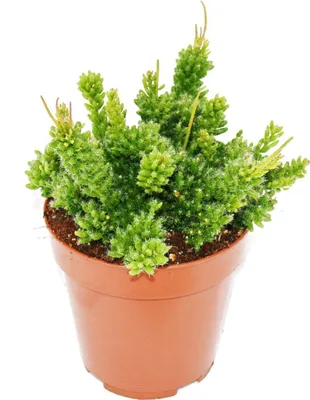 Immagine prodotto di Rhipsalis mesembryanthemoides - cactus corallo - in vaso da 12 cm