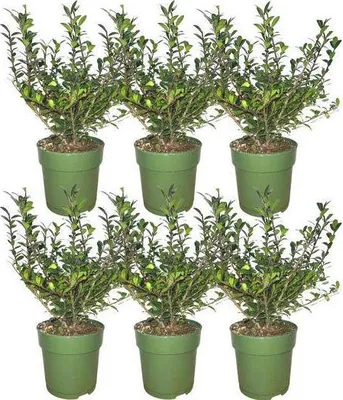Image de Haie de houx Ilex crenata « Jenny » : 6 plants à feuilles persistantes et résistants au froid, 1 mètre