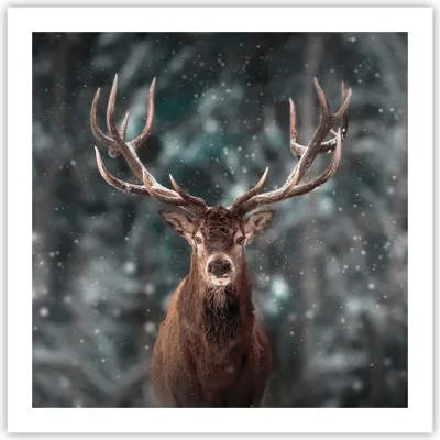 Produktbild von Poster - Poster ohne Rahmen - Hirsch Hirsch Winter - 60x60 cm - Wand Bild - Wanddeko - Wandbilder - Kunstposter - Wandposter - Bilder - Kunstdruck - Wanddekoration - Wandbild - P2XAC60x60-4998