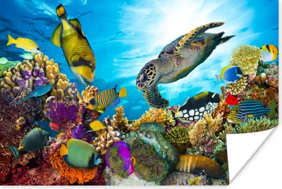 Produktbild von MuchoWow® Poster Schildkröte - Meer - Koralle 60x40 cm - Schlafzimmerdekoration