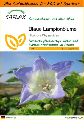 Produktbild von SAFLAX - Garden in the Bag - Blaue Lampionblume - 100 Samen - Mit Anzuchtsubstrat im praktischen, selbst aufstellenden Beutel - Nicandra physaloides