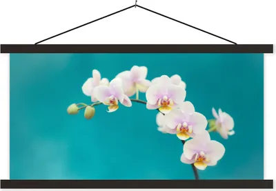 Produktbild von MuchoWow® Textilposter Orchidee - Blumen - Pflanze - Weiß - Lila 90x45 cm mit schwarzem Rahmen - Klemmleisten