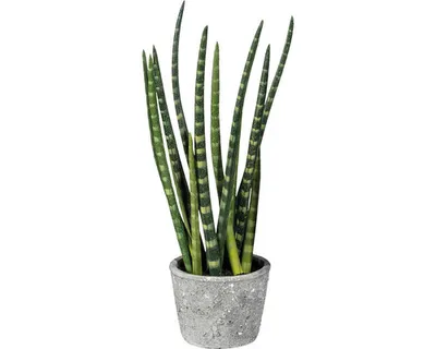Produktbild von Kunstpflanze Sanserveria Betontopf H 45 cm grün
