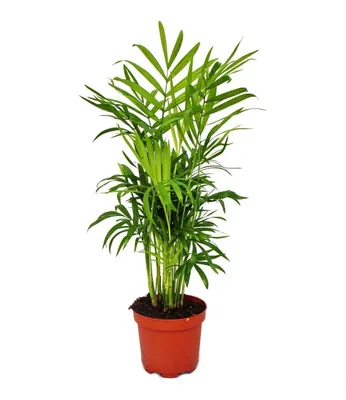 Image de Lot de 3 plantes d'intérieur - Type 1 - 9 cm