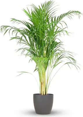 Produktbild von Green boutiQ - Zimmerpflanze - Goldfruchtpalme - Dypsis Lutescens Areca - Grün - Pflegeleicht - 1 Pflanze - mit Potter Grau - Topf 21cm - Höhe 90 - 100cm