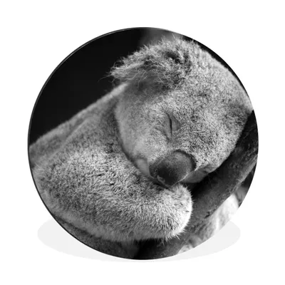 Produktbild von MuchoWow® Aluminium Wandkreis Koala - Schlafend - Schwarz - Kinder - Jungen - Mädchen Ø 30 cm Wanddeko Modern Wohnzimmer - Wand Bild - Wohnzimmer - Runde Bilder - Alubilder - Kunst für zu Hause - Aluminium - Wanddekoration