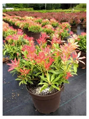 Produktbild von Pieris japonica Forest Flame - japanische Lavendelheide - 30-40 cm
