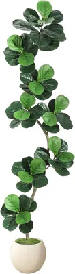 Productafbeelding van Kunstplant Ficus Lyrata (vioolbladfiguurboom), 210 cm – Realistische kunstplant met witte pot – Decoratief voor binnen- en overdekte buitenruimtes