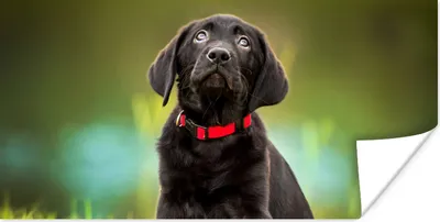 Produktbild von MuchoWow® Poster Ein schwarzer Labrador Retriever schaut auf 40x20 cm - Poster für die Wand - Poster Schlafzimmer