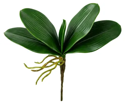 Image de Feuilles d'orchidées artificielles, design réaliste, idéales pour la décoration, 1 pièce