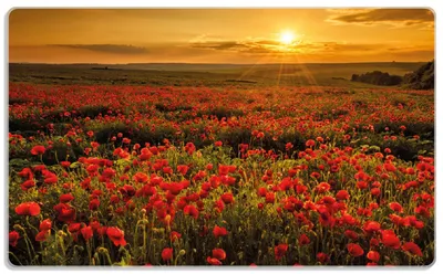 Produktbild von Wallario Frühstücksbrettchen aus Glas, je 14 x 23 cm, mit rutschfesten Füßen, Motiv Mohnblumenwiese bei Sonnenuntergang am Abend