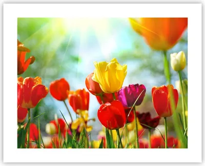 Produktbild von Poster - Poster ohne Rahmen - Tulpe Blume Plantage Wiese - 50x40 cm - Wand Bild - Wanddeko - Wandbilder - Kunstposter - Wandposter - Bilder - Kunstdruck - Wanddekoration - Wandbild - P2XAA50x40-2566