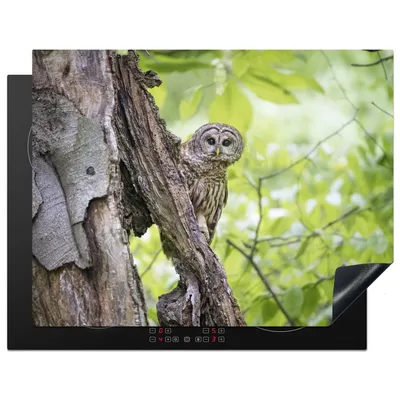 Produktbild von KitchenYeah© Herdabdeckplatte Eule - Wald - Licht , 77x59cm, Küche Deko, Glaskeramikkochfeld Herdabdeckung, Abdeckplatte fùr Kochfeld
