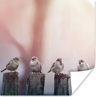 Produktbild von MuchoWow® Poster Vögel - Spatzen - Pfähle - Holz 50x50 cm - Wohnzimmerdekoration