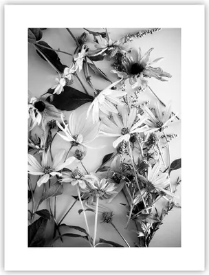 Produktbild von Poster - Poster ohne Rahmen - Blumen Schwarzweiß Fotografie - 30x40 cm - Wand Bild - Wanddeko - Wandbilder - Kunstposter - Wandposter - Bilder - Kunstdruck - Wanddekoration - P2XPA30x40-4740