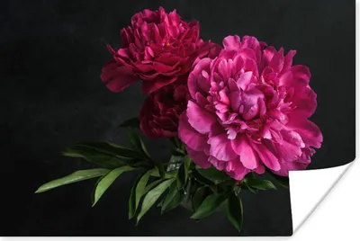 Produktbild von MuchoWow® Poster Pfingstrosen - Stilleben - Rosa 120x80 cm - Bilder