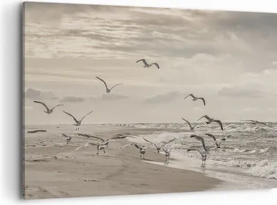 Produktbild von Bild auf Leinwand - Leinwandbild - Einteilig - Möwen Küste Boho - 100x70cm - Wand Bild - Wanddeko - Wandbilder - Leinwanddruck - Bilder - Wanddekoration - Leinwand bilder - Wandbild - AA100x70-4723