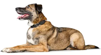 Obrázek produktu pro Hunter límec Sofia Alu-Strong hnědý, velikost: M / šířka: 1,5 cm