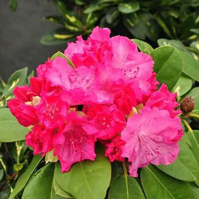 Immagine prodotto di Rododendro 'Germania' | 40-50 cm in vaso