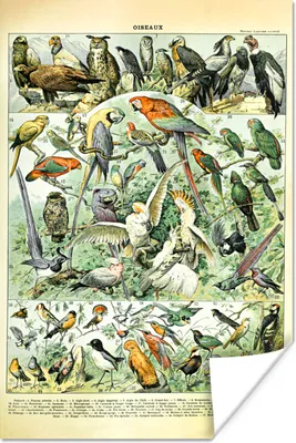 Produktbild von MuchoWow® Poster Tiere - Vintage - Adolphe Millot - Vögel - Design 60x90 cm - Wanddekoration