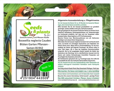 Immagine prodotto di 1x Boswellia neglecta Caudex fiori piante da giardino - semi B1942