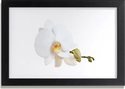 Produktbild von Bild 30x20 MDF-Rahmen Wandkunst Natur Blume Pflanze