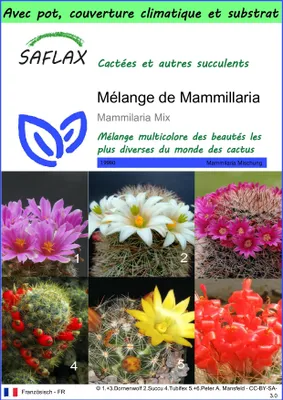 Image de SAFLAX Garden to go - Mélange de Mammillaria - 40 graines - Mammilaria