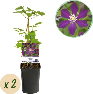 Produktbild von GreenboutiQ - Kletterpflanze - Clematis Mikelite - Blüte Lila - Wenig Pflege - 2 Pflanzen - Topf 11cm Höhe 40cm