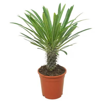 Produktbild von Madagaskarpalme 30cm Pachypodium lamerei