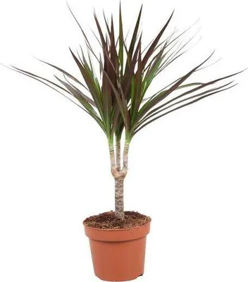 Obrázek produktu pro Drakovník Dracaena Magenta, prumer 12cm, výška 50cm, nenárocná pokojová