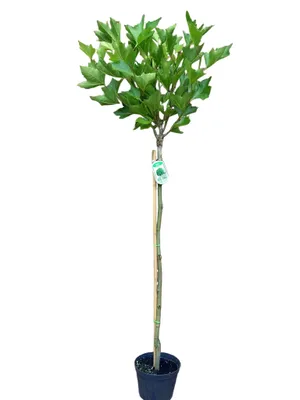 Produktbild von Platanus acerifolia "Alphens Globe"- Stämmchen, Kugelplatane, Gesamthöhe: 180-190 cm, Stammhöhe: 125 cm