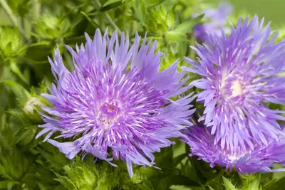 Produktbild von Stokesia laevis, Kornblumenaster, blau, ca. 9x9 cm Topf