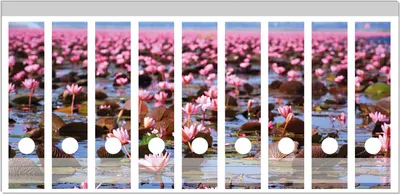 Produktbild von Wallario Ordnerrücken Sticker, selbstklebend für breite Ordner, 9 Stück, Motiv Seerosenlandschaft mit rosa Blüten