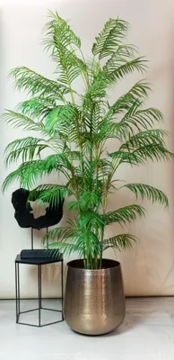 Produktbild von Kunstpflanze - Chamaedorea Elegans - Bergpalme - 180 cm