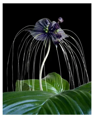 Produktbild von Fledermausblume (Tacca chantrieri)